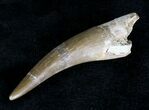 Fossil Plesiosaur Tooth - Cretaceous Reptile #20156-2